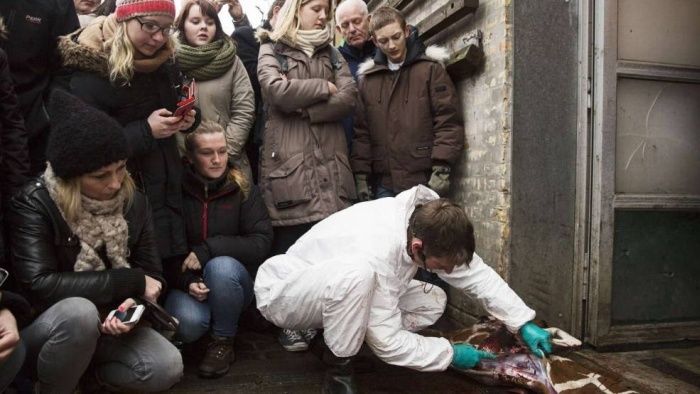 Европейский гуманизм (12 фото) Европейский гуманизм (12 фото)
