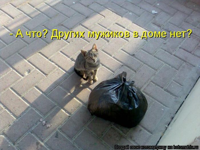 Лучшие котоматрицы недели