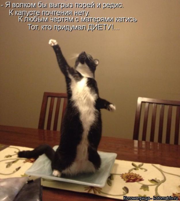 Лучшие котоматрицы недели