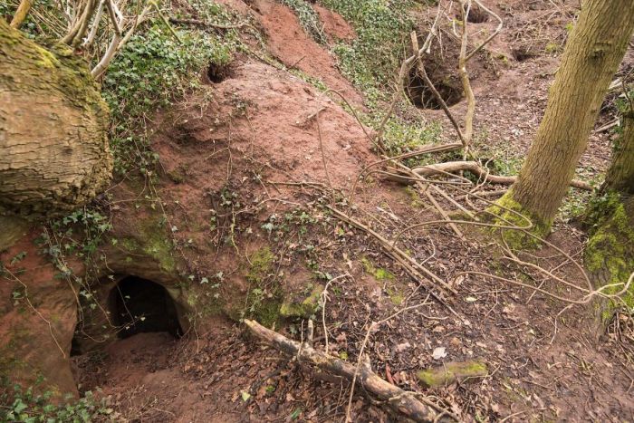 Кроличья нора 700 лет скрывала за собой вход в пещеру тамплиеров