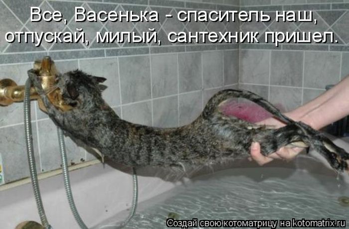 Лучшие котоматрицы недели