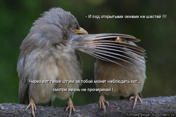 Лучшие котоматрицы недели