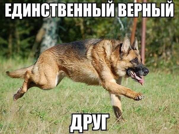 Прикольные картинки (80 фото)