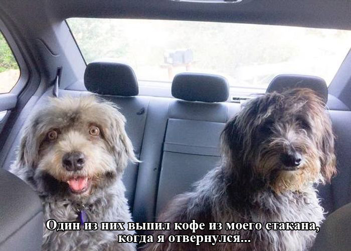 Порция картинок