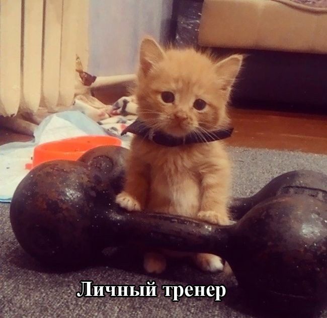 Порция картинок