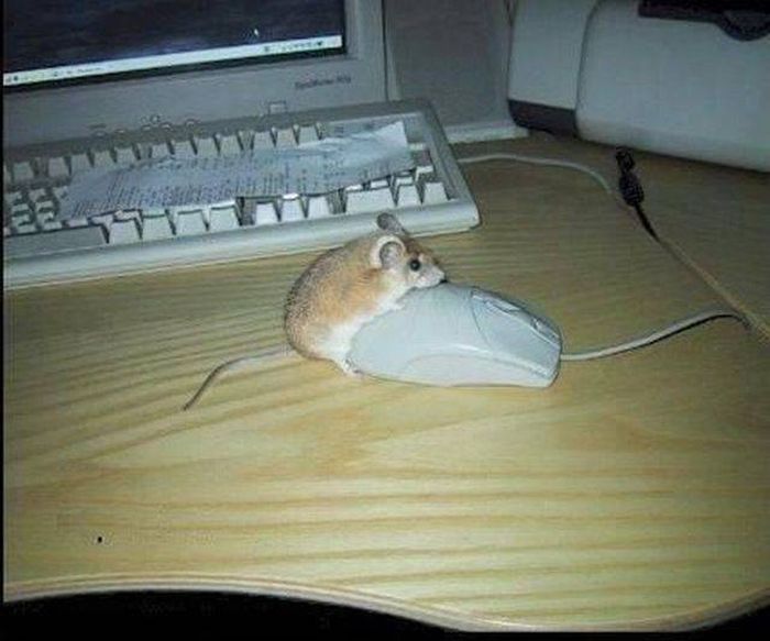 Прикольные картикни