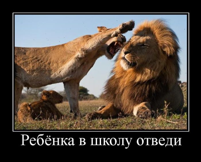 Демотиваторы