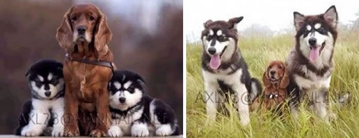 25 очаровательных животных, которые выросли вместе 25 очаровательных животных, которые выросли вместе