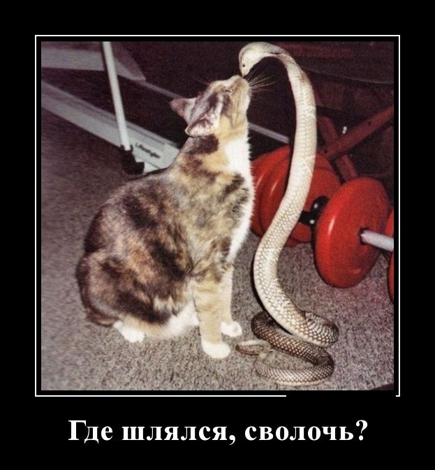Демотиваторы