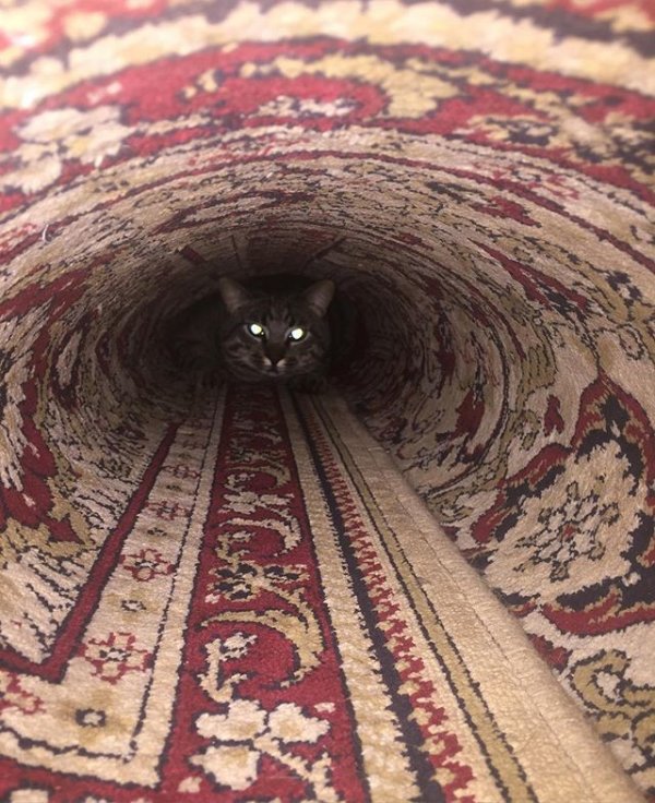 Да что ты знаешь о роскоши, если на твоей стене нет ковра? Да что ты знаешь о роскоши, если на твоей стене нет ковра?