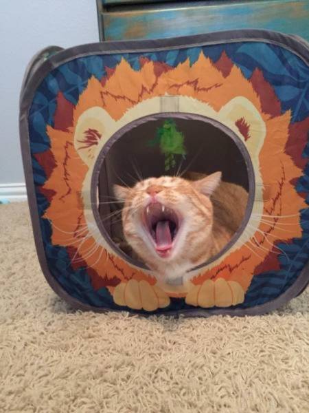 Когда идеальные момент и ракурс сделали свое дело