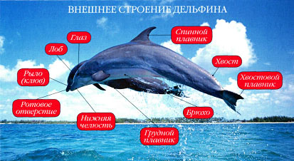 Умные существа планеты Земля Умные существа планеты Земля