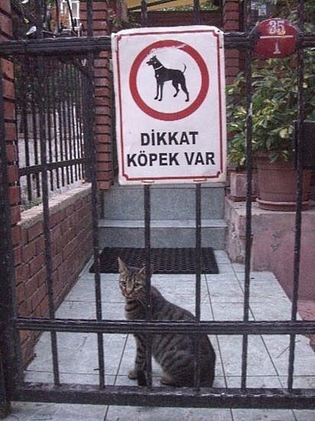 Такое можно увидеть только в Турции! 20 фотографий, которые доведут тебе до истерики Такое можно увидеть только в Турции! 20 фотографий, которые доведут тебе до истерики