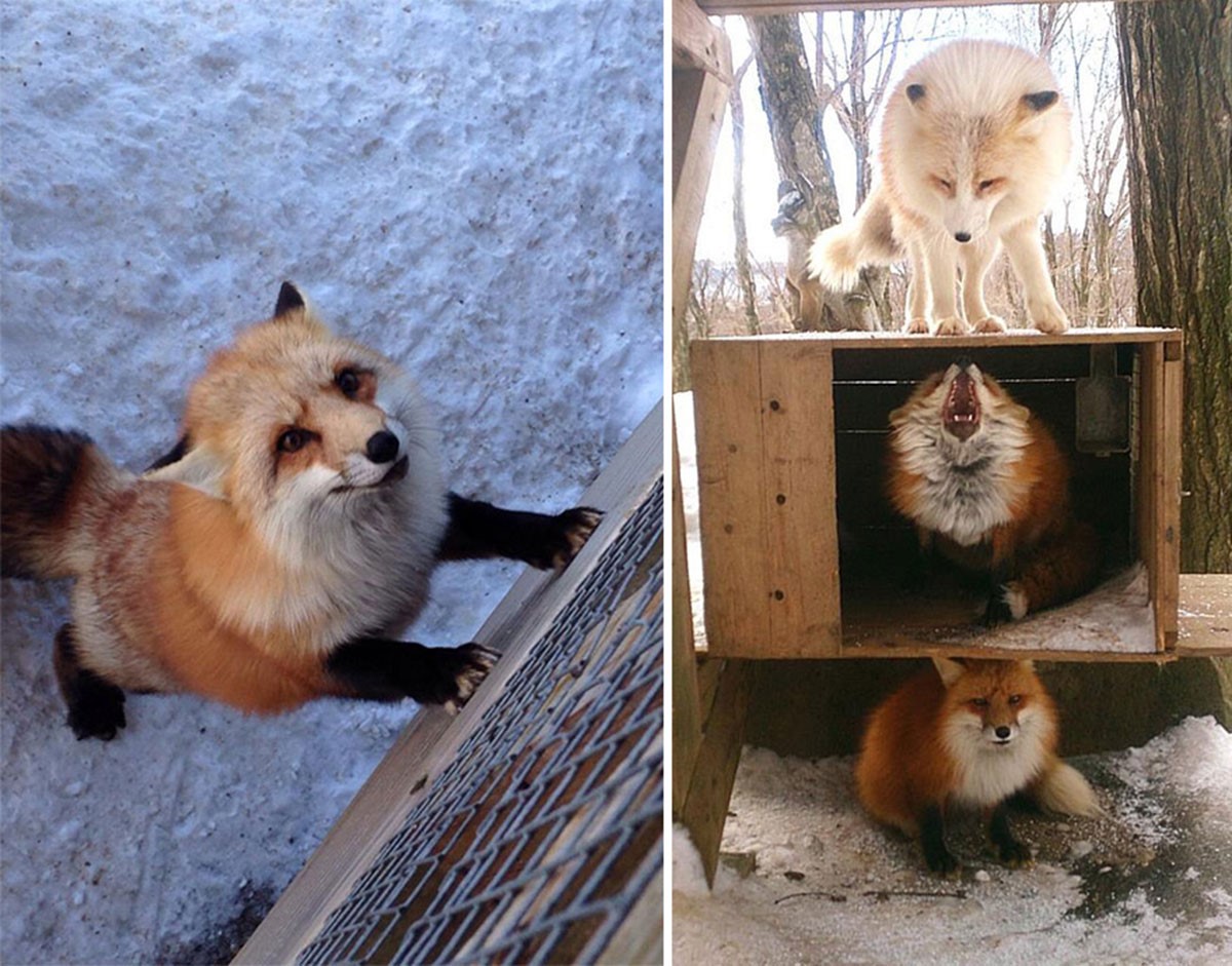 Лисья деревня Лисья деревня