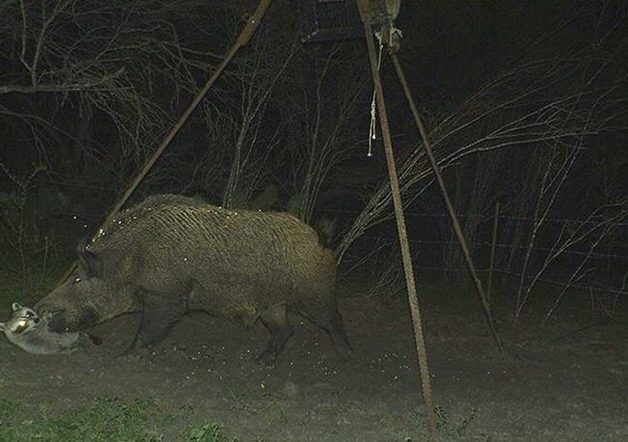 Странные снимки животных, сделанные при помощи фотоловушек