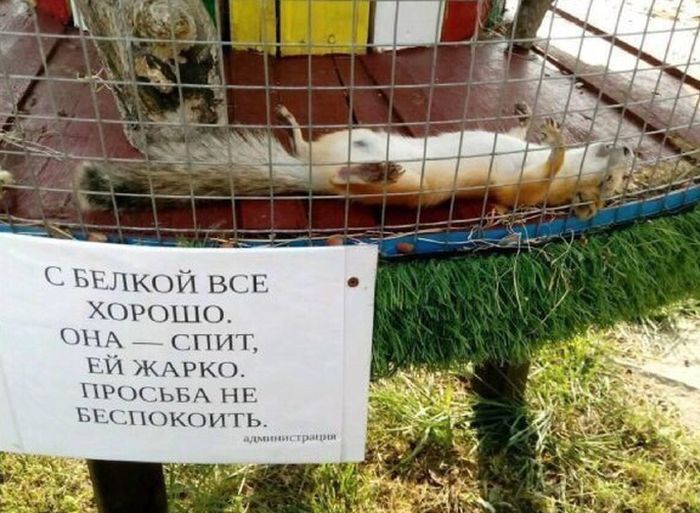 Порция картинок