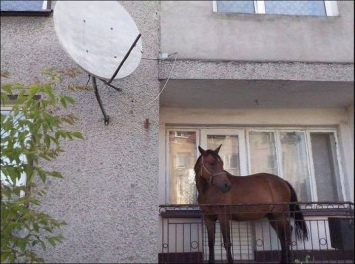 Порция картинок