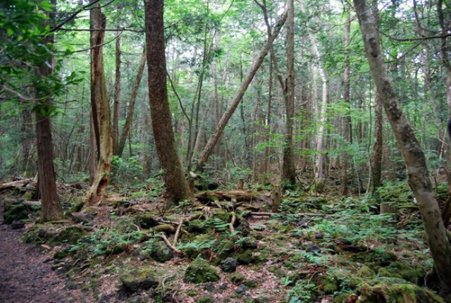 Самые страшные леса планеты Самые страшные леса планеты
