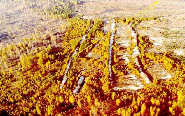 Самые страшные леса планеты Самые страшные леса планеты