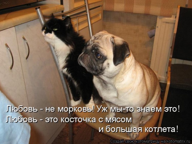 Лучшие котоматрицы недели