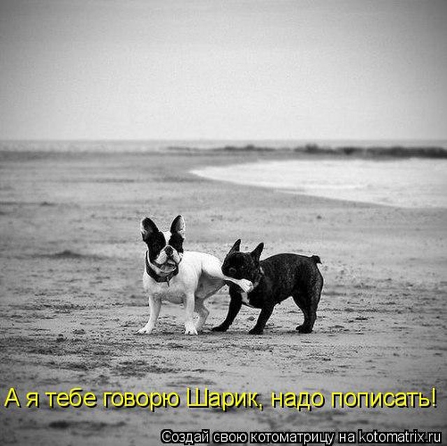 Лучшие котоматрицы недели