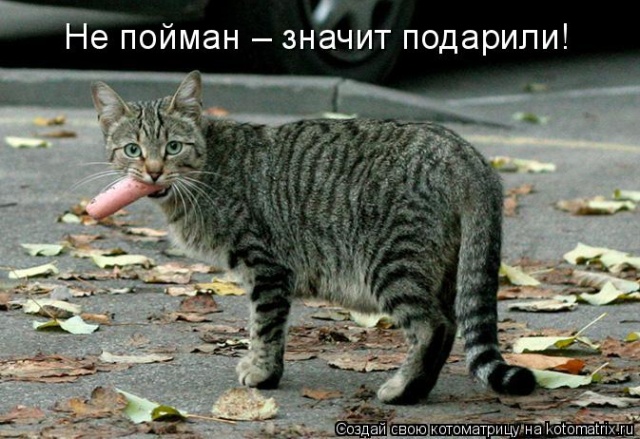 Лучшие котоматрицы недели