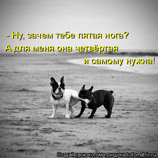 Лучшие котоматрицы недели