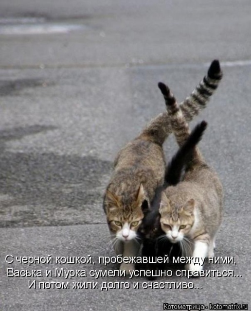 Лучшие котоматрицы недели