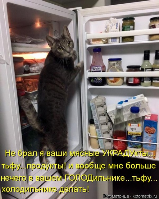 Лучшие котоматрицы недели