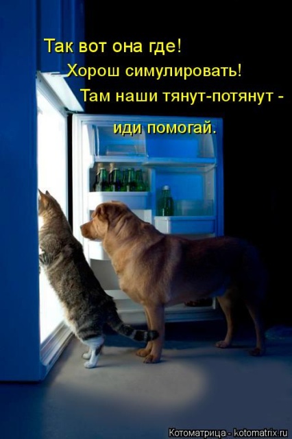 Лучшие котоматрицы недели