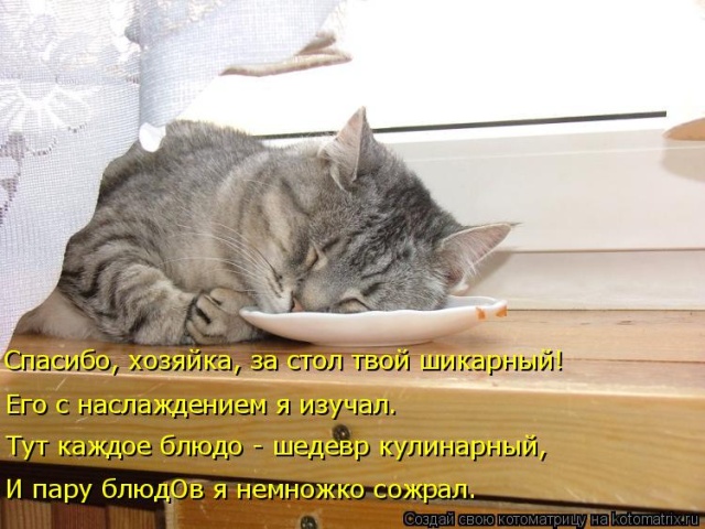 Лучшие котоматрицы недели
