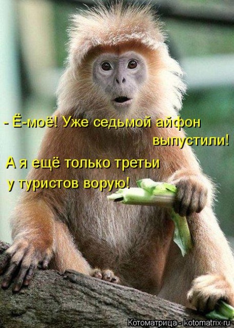 Лучшие котоматрицы недели