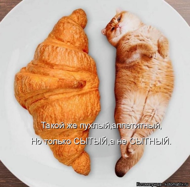 Лучшие котоматрицы недели