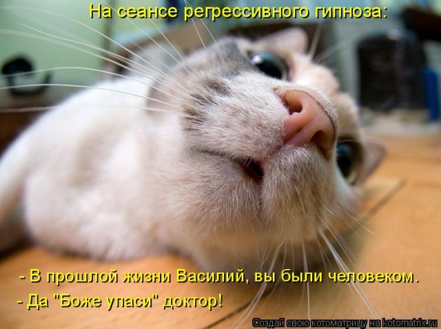 Лучшие котоматрицы недели