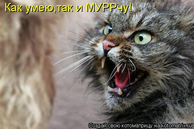 Лучшие котоматрицы недели