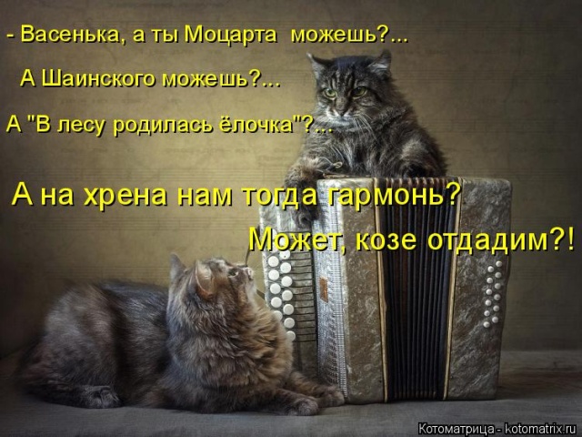 Лучшие котоматрицы недели