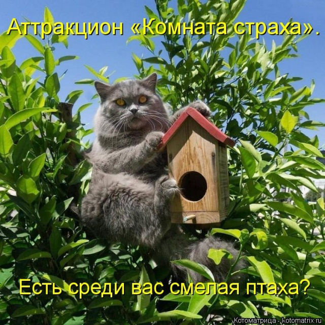 Лучшие котоматрицы недели