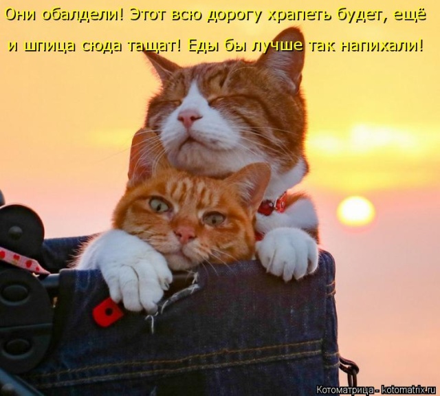 Лучшие котоматрицы недели