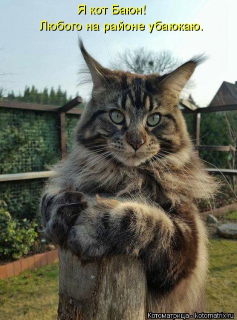 Лучшие котоматрицы недели