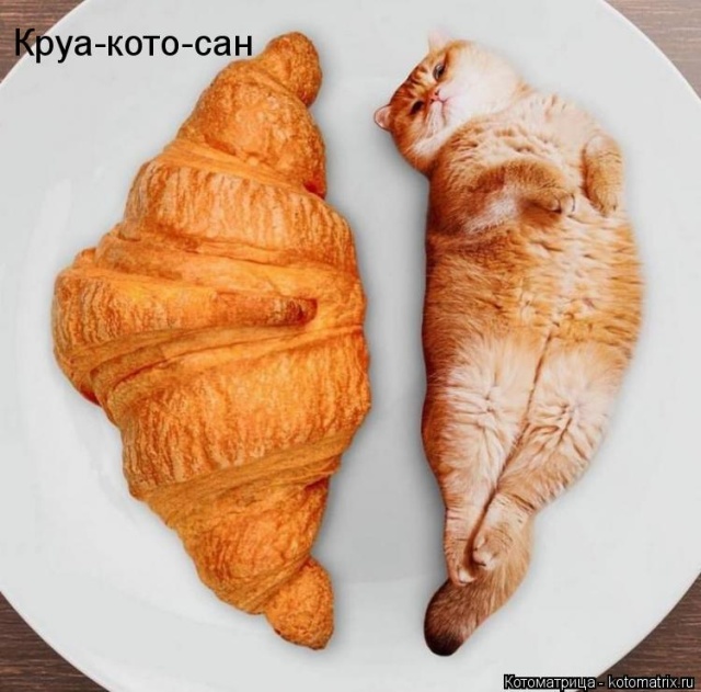Лучшие котоматрицы недели