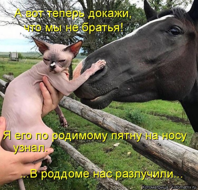 Лучшие котоматрицы недели