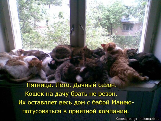 Лучшие котоматрицы недели