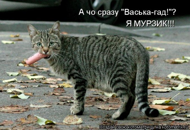 Лучшие котоматрицы недели