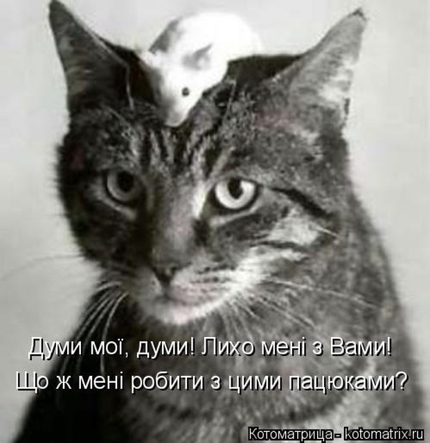Лучшие котоматрицы недели