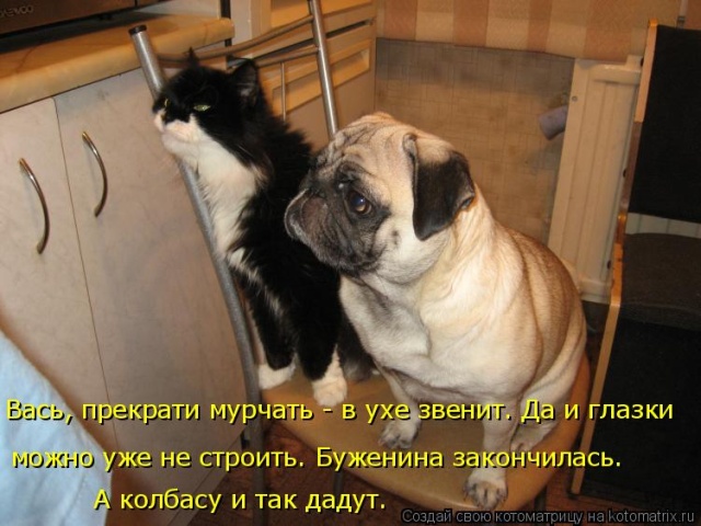 Лучшие котоматрицы недели