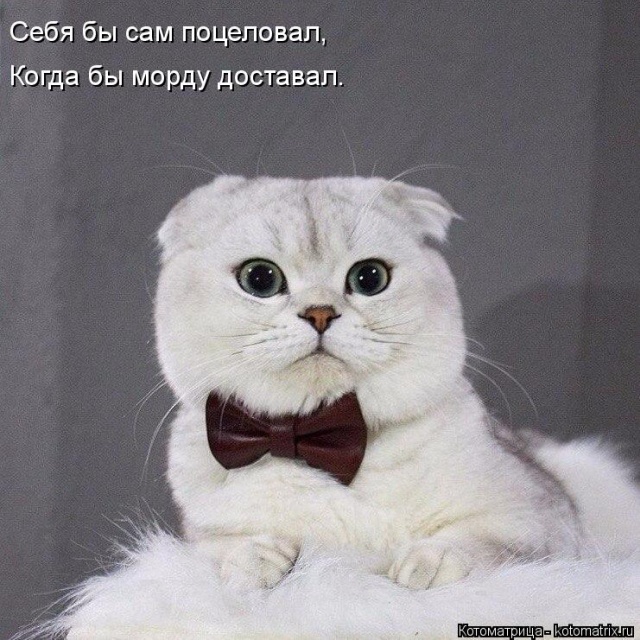 Лучшие котоматрицы недели