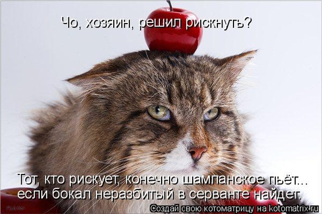 Лучшие котоматрицы недели