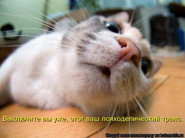 Лучшие котоматрицы недели