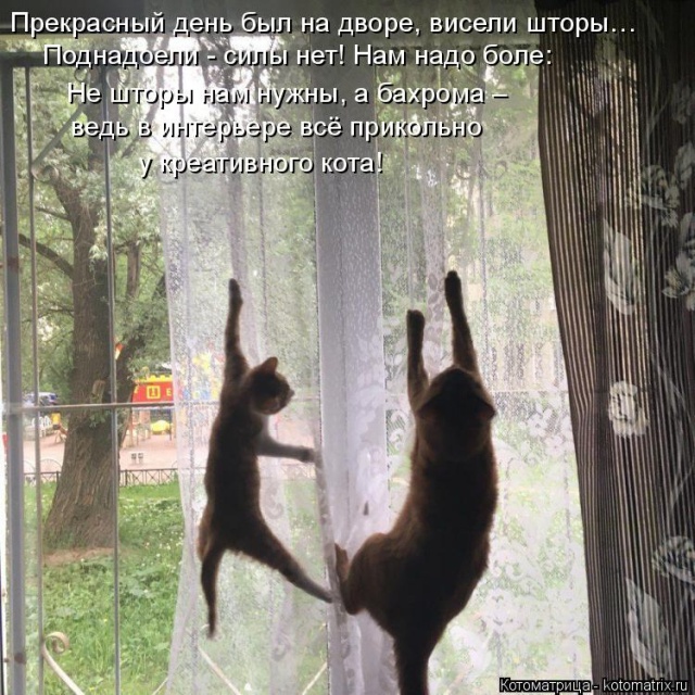 Лучшие котоматрицы недели