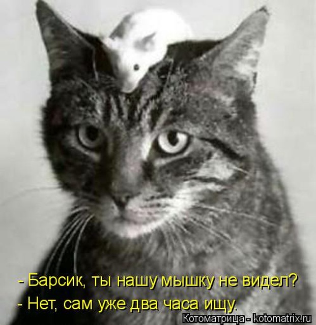 Лучшие котоматрицы недели